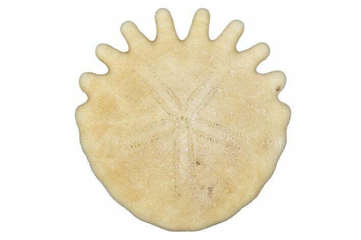 Fossil Sand Dollar (Heliophora) - Boujdour Province, Morocco #347884